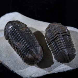 reedops trilobite.jpg