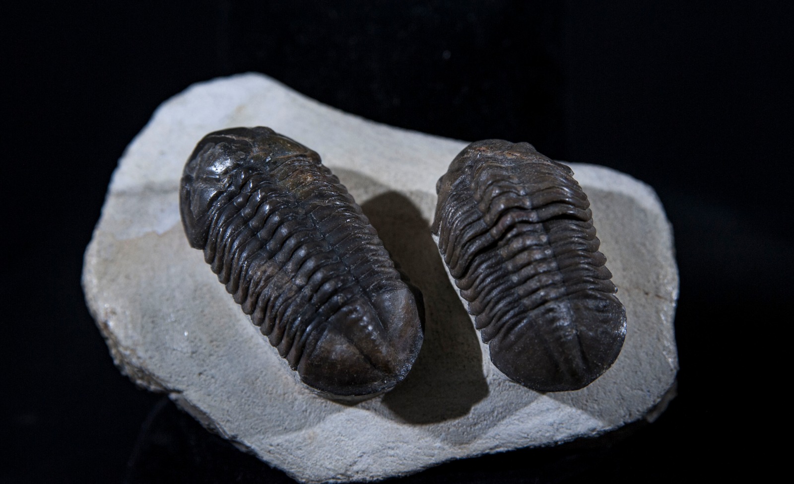 reedops trilobite.jpg