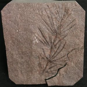 Asterophyllites equisetiformis Stephanien France 4,9x4,4 40€.jpg