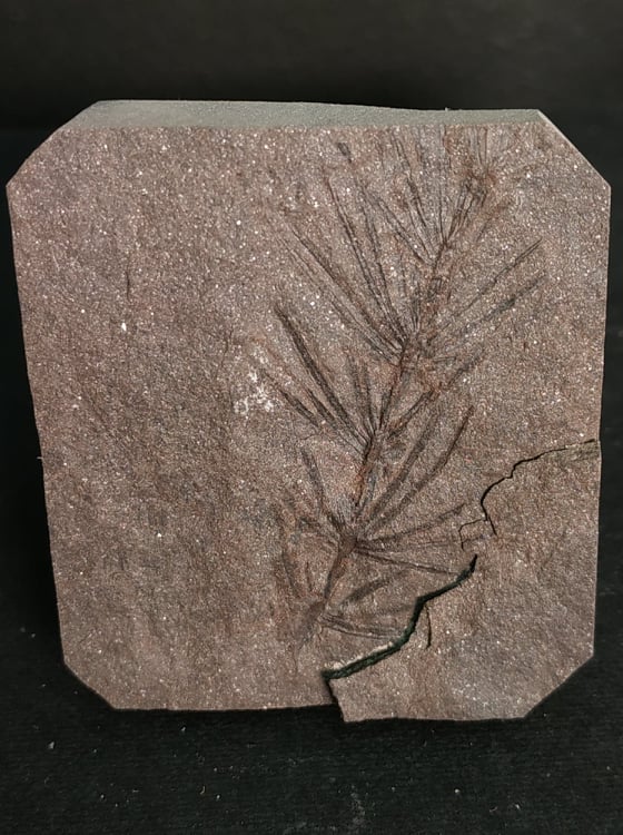 Asterophyllites equisetiformis Stephanien France 4,9x4,4 40€.jpg
