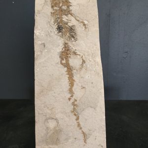 Amphibien chelotriturus paradoxus 24,x8,3 cm Miocène gracaniaca Bosnie 600€.jpg