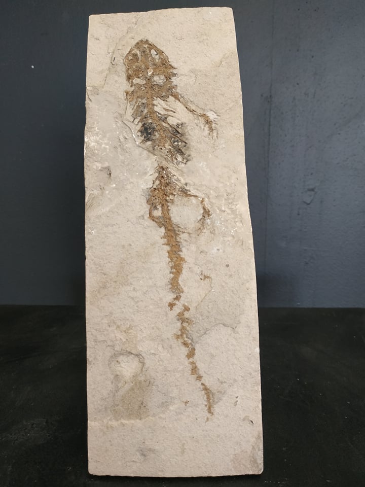 Amphibien chelotriturus paradoxus 24,x8,3 cm Miocène gracaniaca Bosnie 600€.jpg