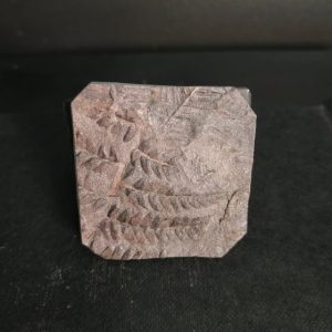 Percopteris sp. 4,2x4,1 40€ Graissessac 2.jpg