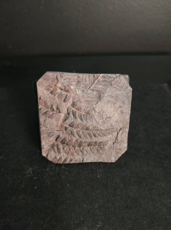 Percopteris sp. 4,2x4,1 40€ Graissessac 2.jpg