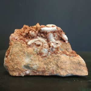 milipède pliocène Baranya county beremend Hongrie 7x4,5 400€.jpg