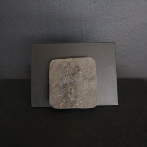 Sphenophyllum 4,5x4,2 35€ .jpg