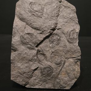 Graines Carbonifère sup Graissessac 10,4x7,5 70€.jpg