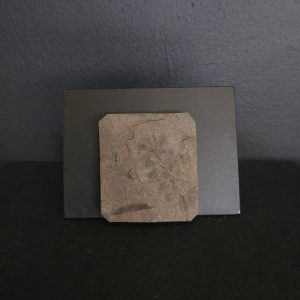 Sphenophyllum 4,8x4,2 30€ .jpg