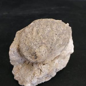 Haliotis sp. Ternopil UKR Miocène supérieur 6,1x5,4 cm 150€.jpg