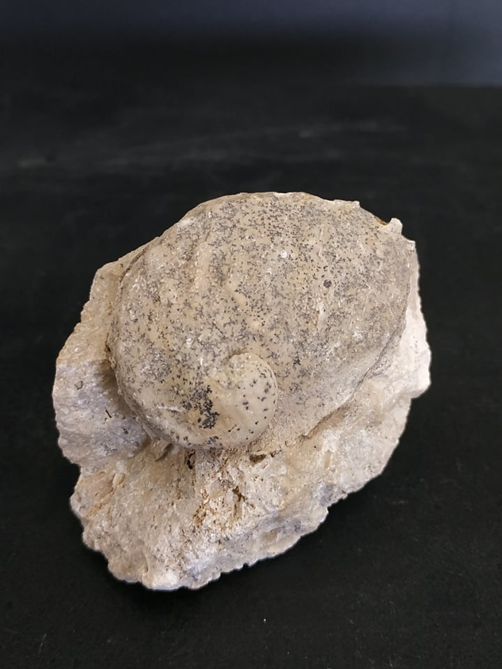 Haliotis sp. Ternopil UKR Miocène supérieur 6,1x5,4 cm 150€.jpg