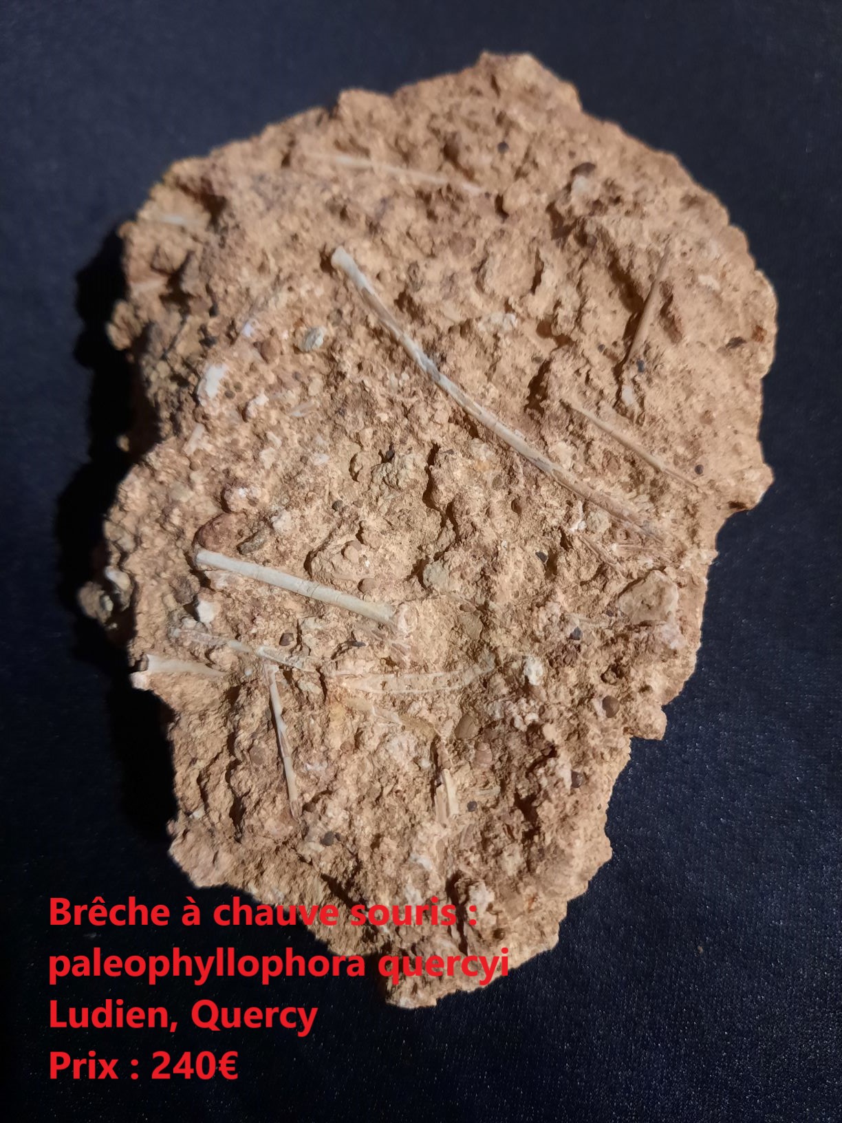 brêche à chauve souris.jpg