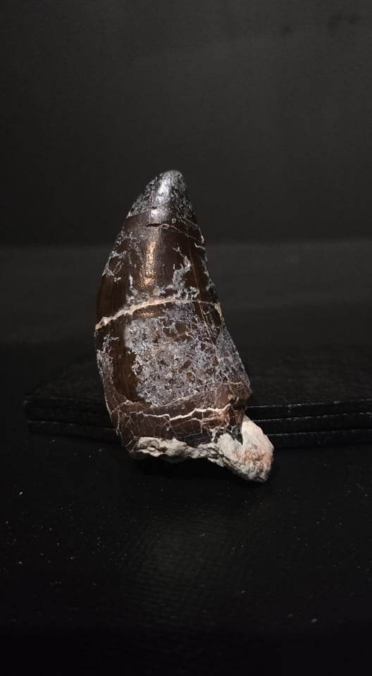 Dent cf. Eocarcharia cf. dinops 5,4x2,4 720€ .jpg