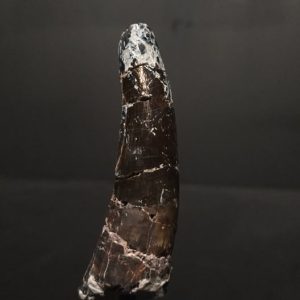 Dent cf. Irritator sp. 6,8x2,2 480€ .jpg