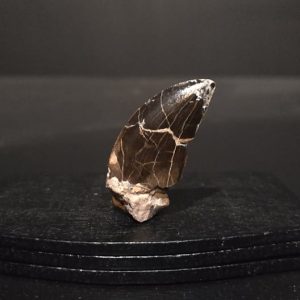 Dent cf. Eocarcharia cf. dinops 3,1x1,5 480€ .jpg