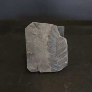 Percopteris sp. 5x4 35€ Graissessac.jpg