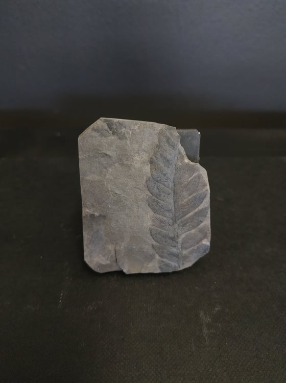 Percopteris sp. 5x4 35€ Graissessac.jpg