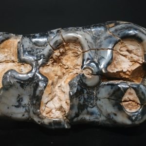 P4 Gomphethrium angustideus Miocène moyen Bosnie 10x5,5 hateur racine 6,5 240€ 3.jpg