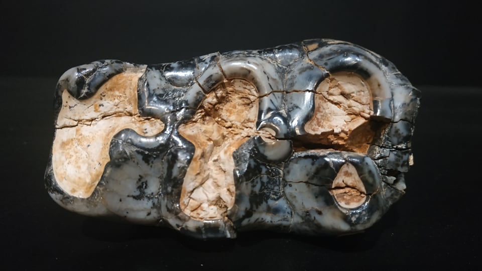 P4 Gomphethrium angustideus Miocène moyen Bosnie 10x5,5 hateur racine 6,5 240€ 3.jpg