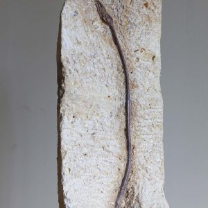 3 Liliocrinus polydactylus Age - Kimmeri