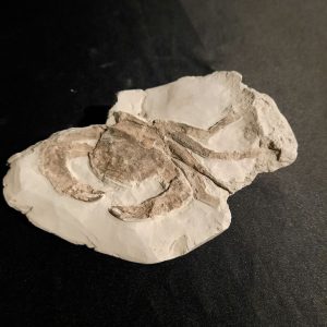 crabe chlinocephalus.jpg