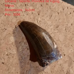 eocarcharia petite.jpg