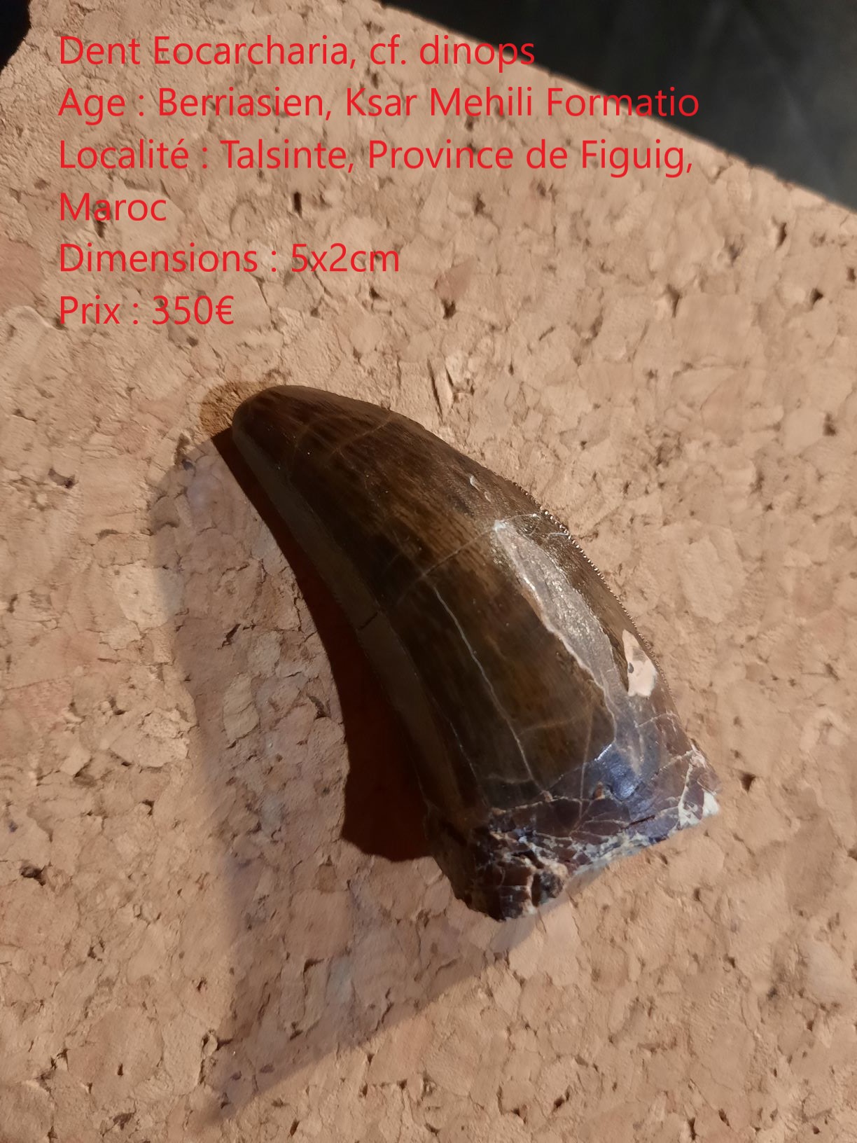 eocarcharia petite.jpg