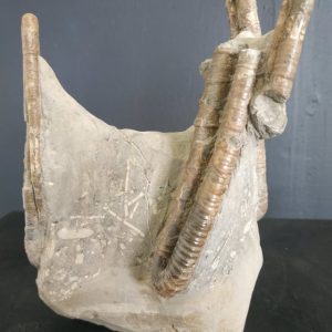 polyptychoceras yubarense Santonien Hokkaido Japon 19,5x12,6 900€.jpg