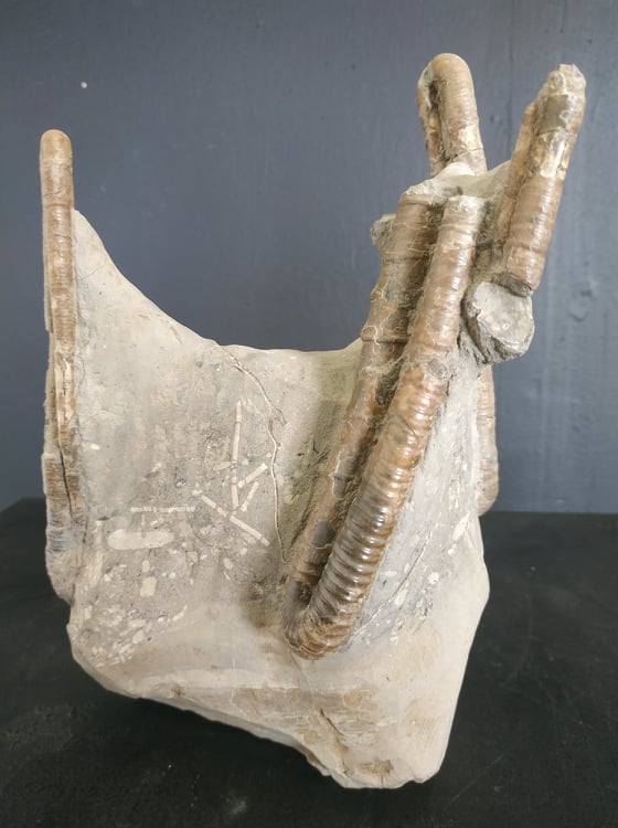 polyptychoceras yubarense Santonien Hokkaido Japon 19,5x12,6 900€.jpg