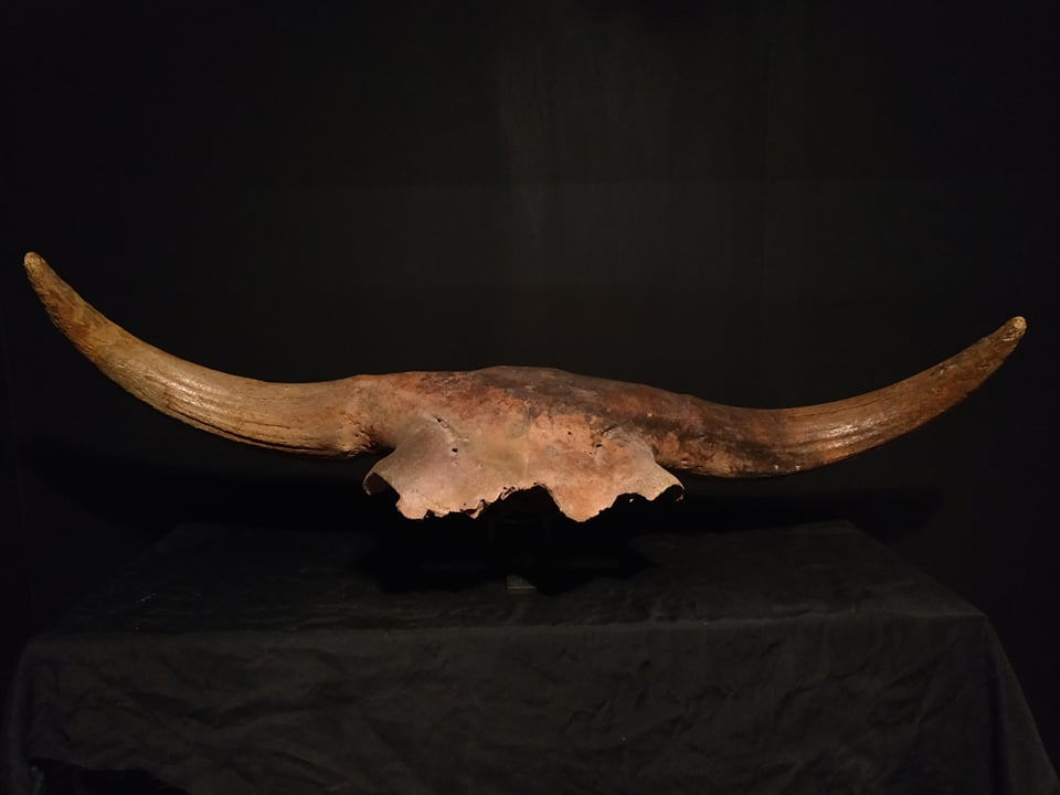 Massacre de bison (Dnipro river Kermenchuk, Ukraine) 110x33 cm 1200€.jpg