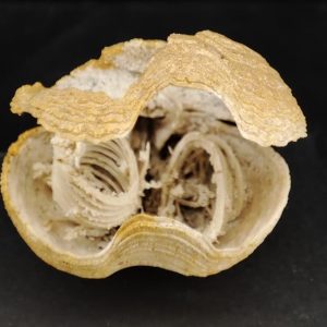 Brachiopode 3x3 cm_edited.jpg