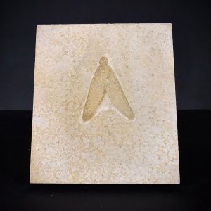 insecte 5 et 6 déc.jpg