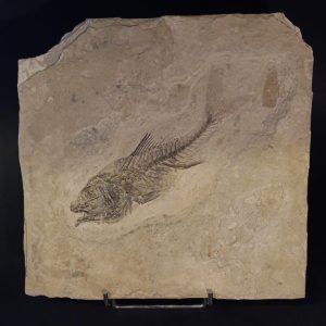 WhatsApp Image 2024-02-22 at 11.52.59.jpeg