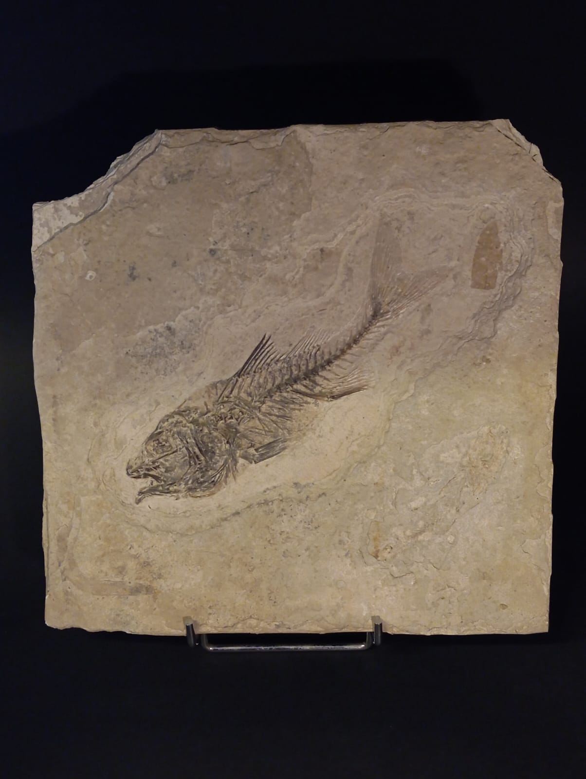 WhatsApp Image 2024-02-22 at 11.52.59.jpeg