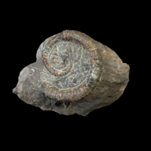 Capture d’écran 2024-07-31 152021.png