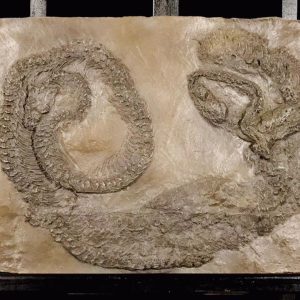 moulage Boidae eoconstrictor Messel_edited.jpg