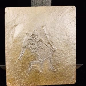 Moulage Plaeochiropteryx tupaiodon Messel_edited.jpg