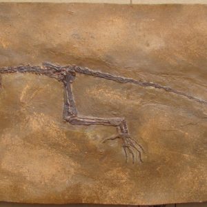 Darwinus masillae Messel_edited.jpg