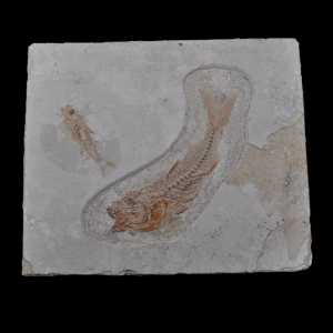 Capture d’écran 2024-12-18 154355.png