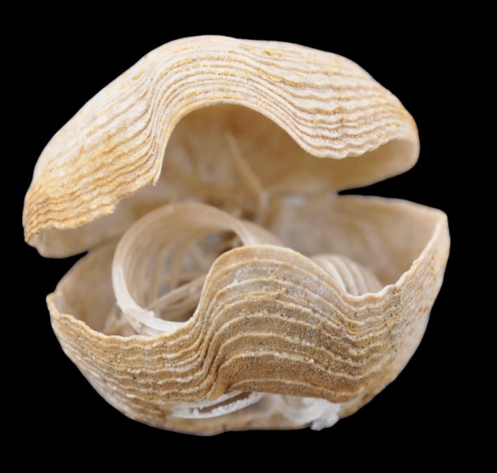 Capture d’écran 2024-12-06 100433.png