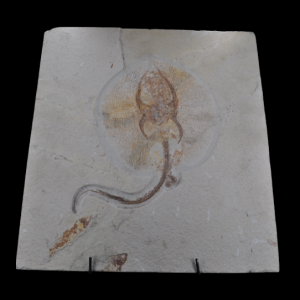 Capture d’écran 2025-01-07 101015.png