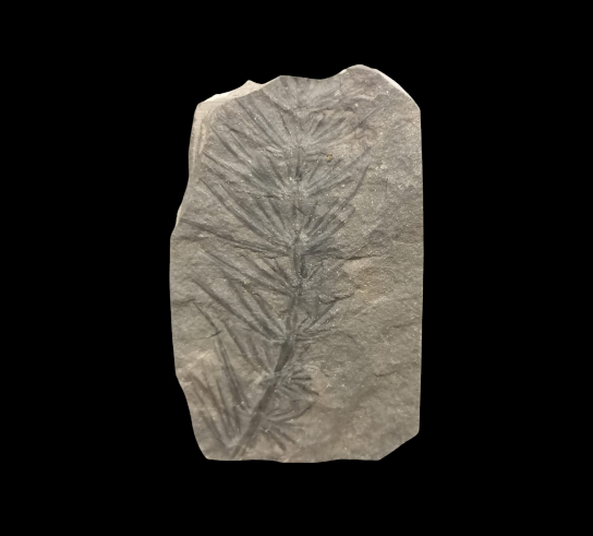 Capture d’écran 2025-08-08 122823.png