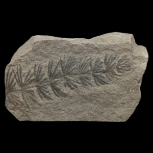 Capture d’écran 2025-08-08 122740.png