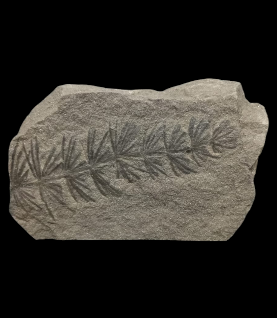 Capture d’écran 2025-08-08 122740.png