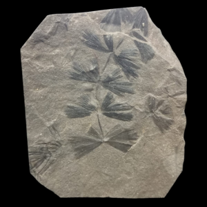 Capture d’écran 2025-08-08 122636.png