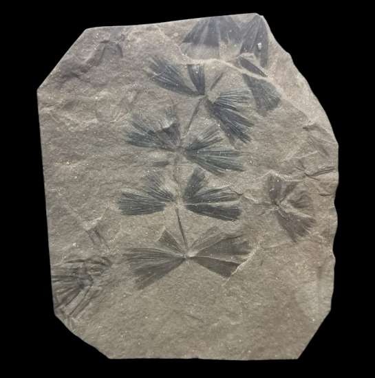 Capture d’écran 2025-08-08 122636.png