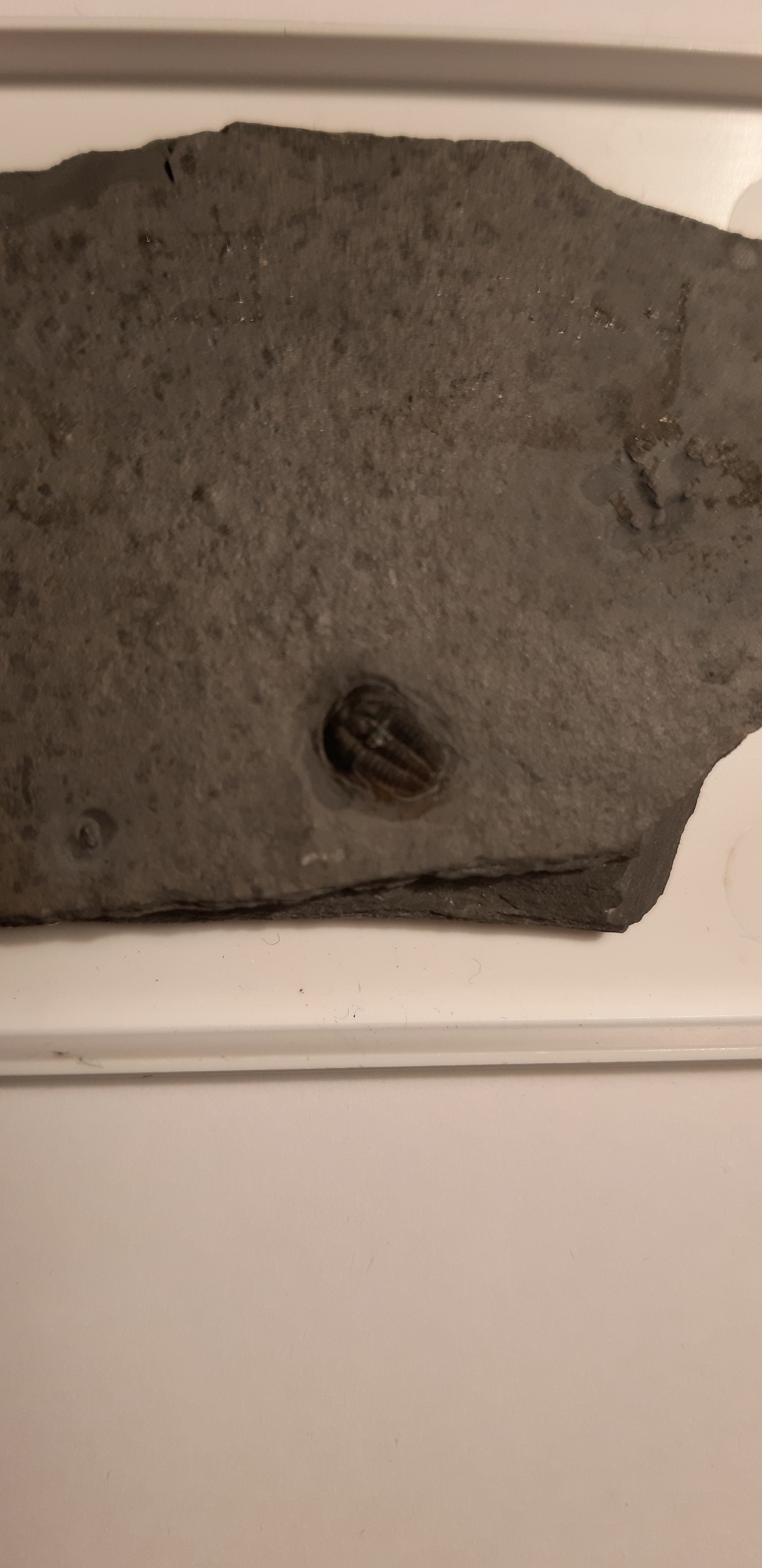 trilobite_Brachyaspidion_sulcatum_70€_2.