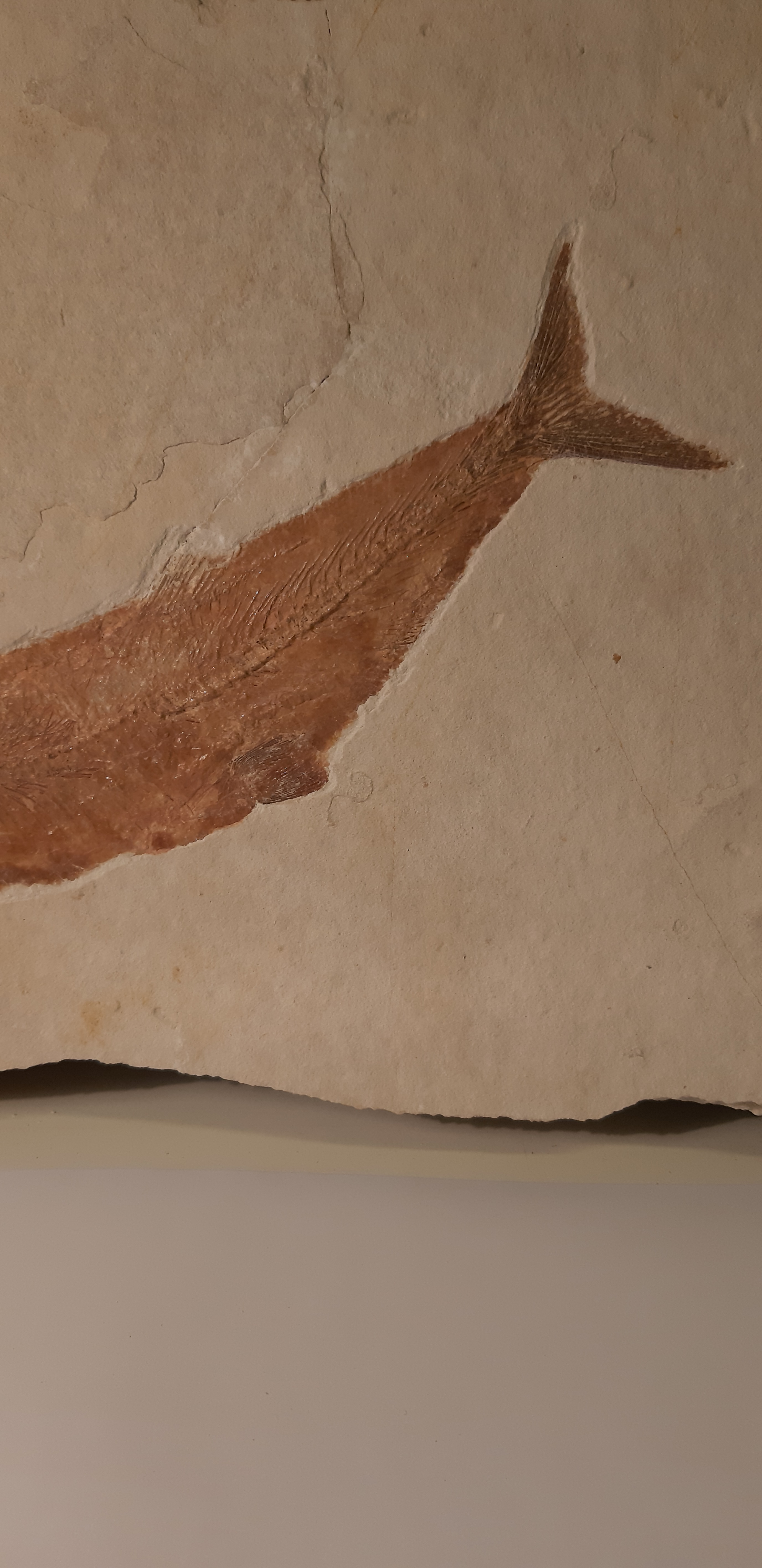 poisson Tharsis dubius solhnofen  3.jpg