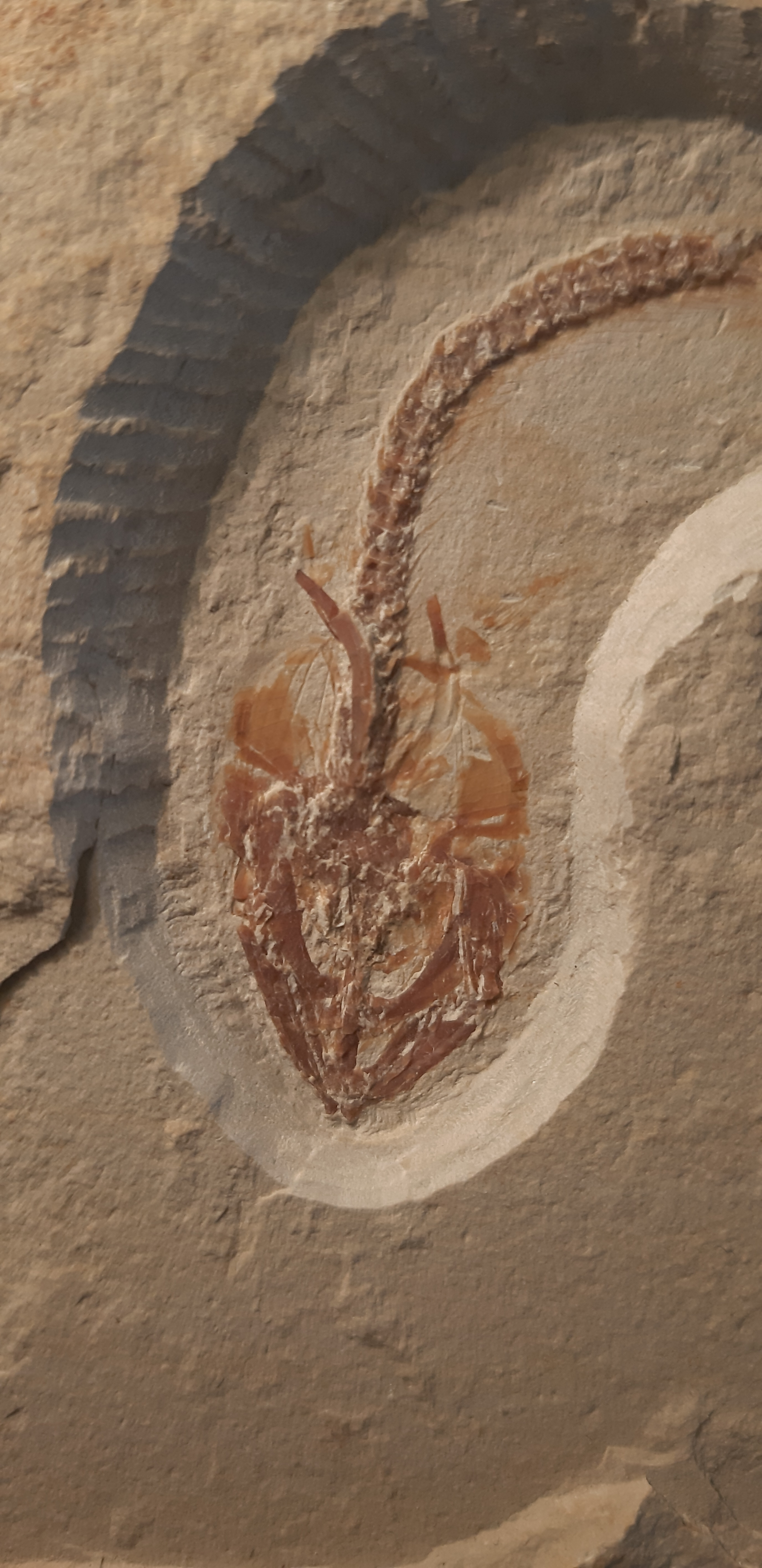 Hayenchelys germanus 2.jpg