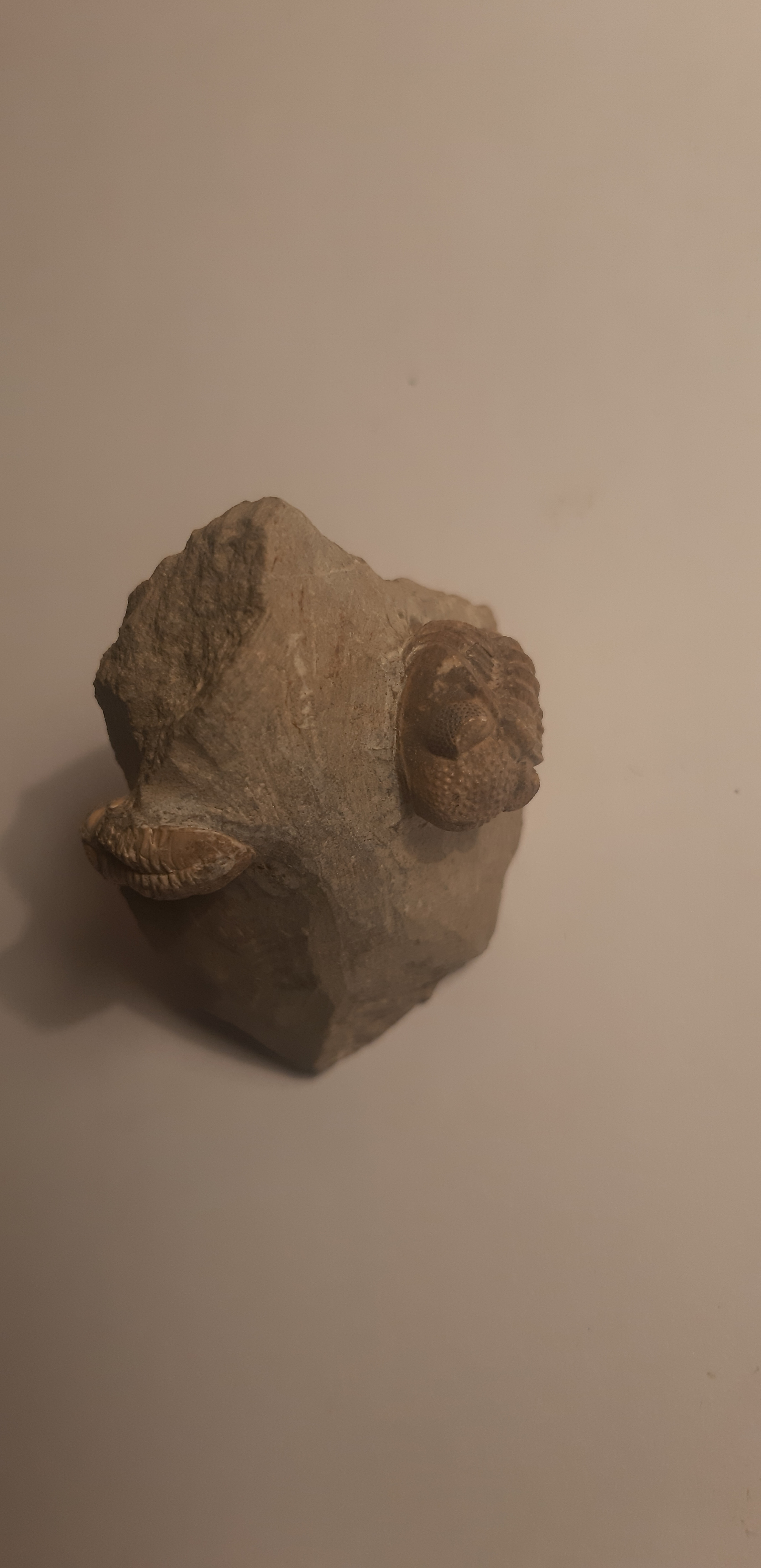 trilobite Gerastos cuvieri et geesops sc