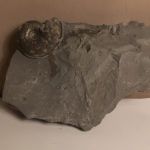 ammonite_pyritisée_no4.jpg